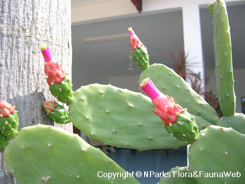 NParks | Opuntia Cochenillifera