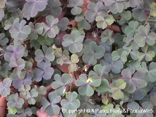 Nparks Oxalis Corniculata