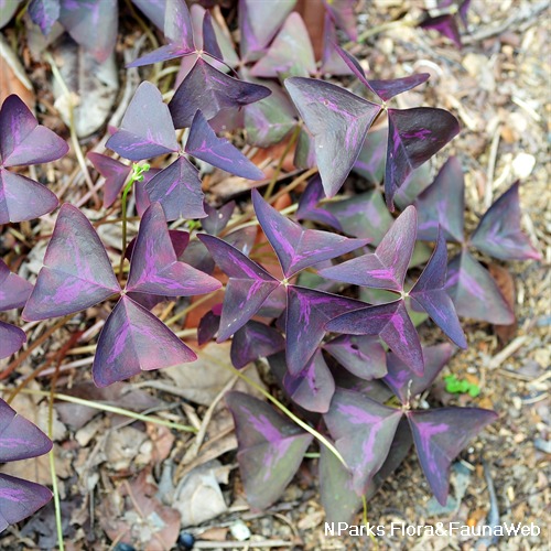 NParks | Oxalis regnellii 'Atropurpurea'