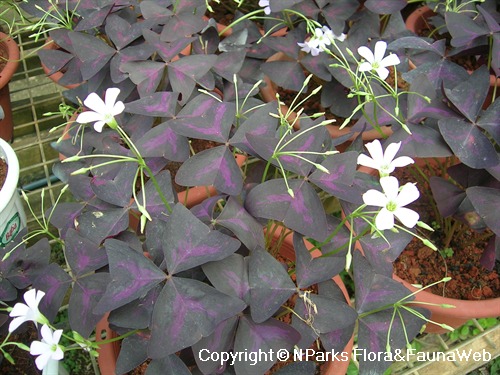 NParks | Oxalis regnellii 'Atropurpurea'