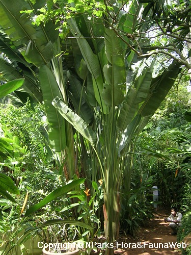 NParks | Phenakospermum guyannense