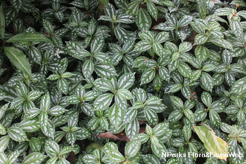 NParks | Pilea cadierei