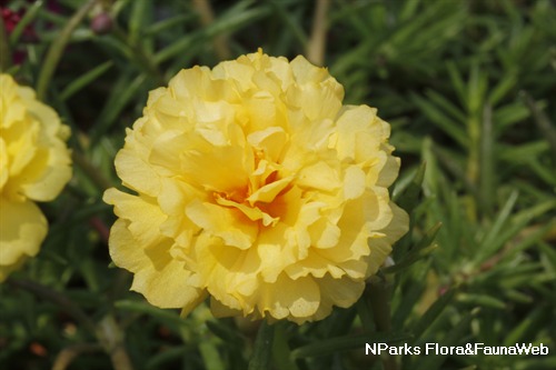 File:Moss Rose (Portulaca grandiflora).jpg - Wikimedia Commons