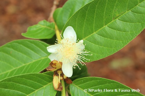 guava flower morphology