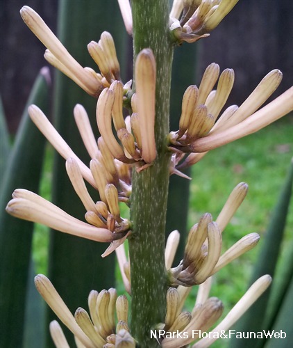 NParks | Dracaena angolensis