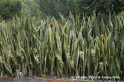 Sansevieria Trifasciata Laurentii, DECOALIVE, Planta de Interior Natural