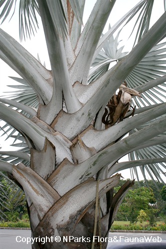 NParks | Bismarckia nobilis 'Silver'