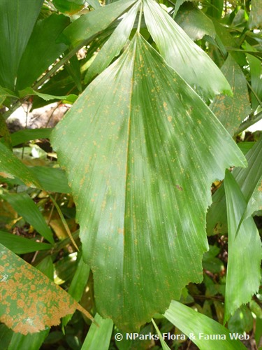 fishtail palm leaves