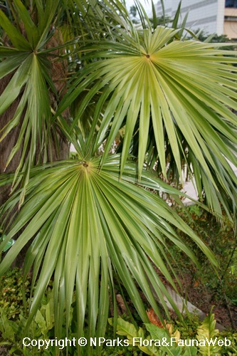 NParks | Coccothrinax crinita