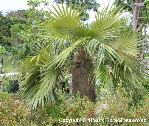 NParks | Coccothrinax crinita