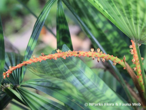 Licuala mattanensis 'Mapu' – Paradise Palm – Buy seeds at