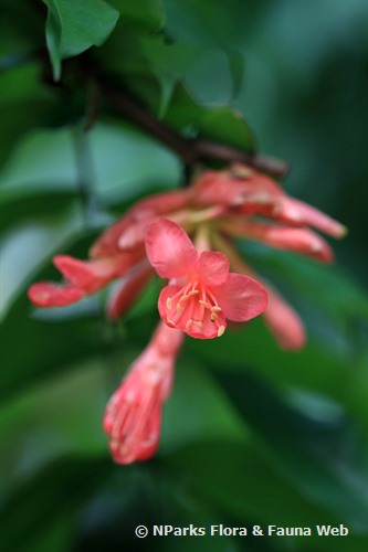 Brownea Grandiceps