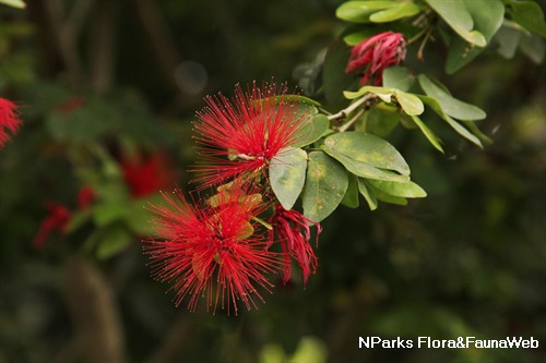 Pink Powder Puff (Calliandra emarginata)