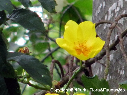 Cochlospermum Religiosum có tên gọi là cây chỉ thịt trong tiếng Việt. Đây là một loài cây có hoa rực rỡ với màu cam tươi sáng. Nếu bạn là một người yêu thiên nhiên hoặc đơn giản là muốn tìm hiểu thêm về loài cây này, hãy cùng đến với hình ảnh của Cochlospermum Religiosum và khám phá những điều thú vị về nó.