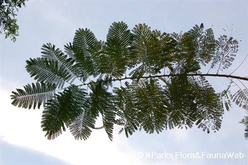 doubly compound leaf