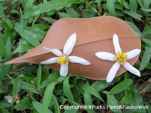 RESINA NATURALE DI CANFORA (BORNEOL CAMPHOR - DRYOBALANOPS AROMATICA)