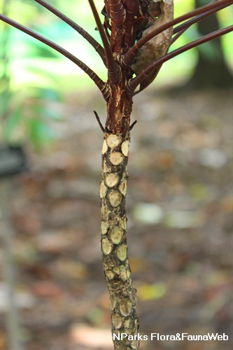 Eurycoma longifolia - Tongkat Ali - Taxo4254 - Wiki.nus