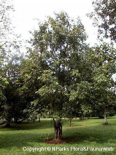 NParks | Ficus barteri