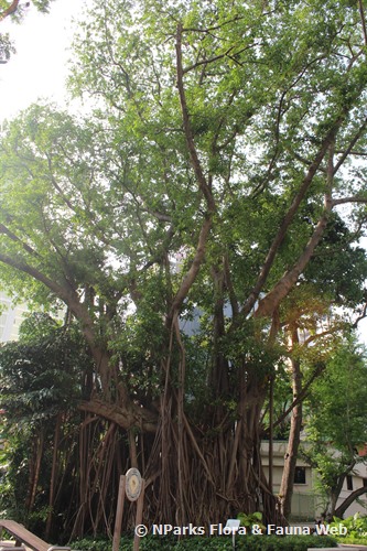 Ficus Elastica 'Robusta' - Gabbar Farms