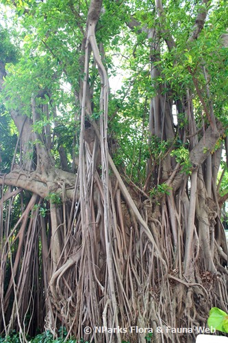 NParks | Ficus elastica