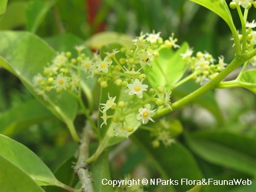 NParks | Ilex cymosa