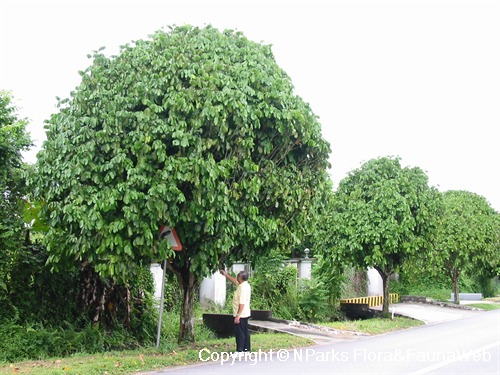 NParks | Lansium domesticum