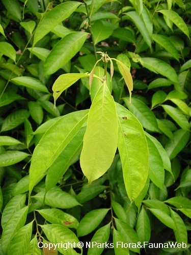 NParks | Lithocarpus elegans