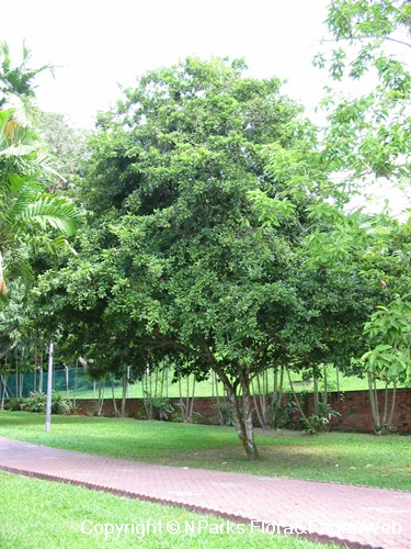 NParks | Manilkara zapota