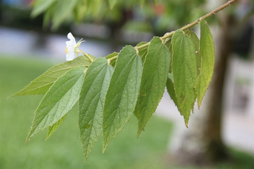 cherry leaf scientific name