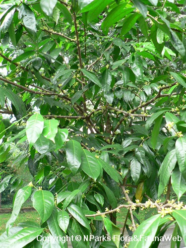 NParks | Phaleria clerodendron