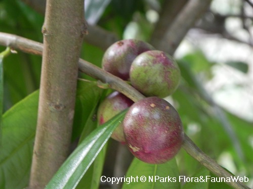 NParks | Phaleria clerodendron