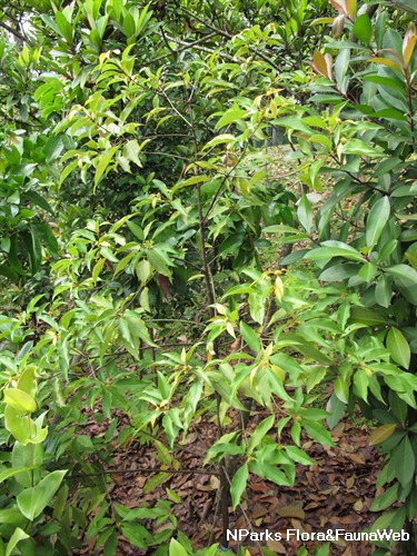 NParks | Pittosporum ferrugineum