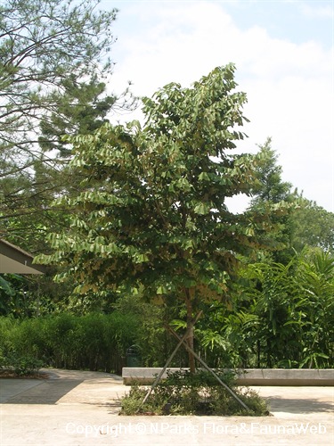 NParks | Pterospermum acerifolium