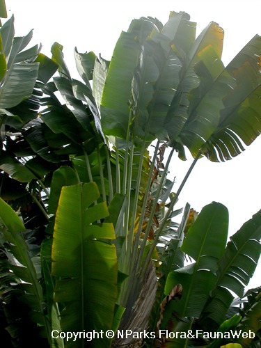 Ravenala madagascariensis Sonn: a) whole plant; b) fruits; c) Pericarp;