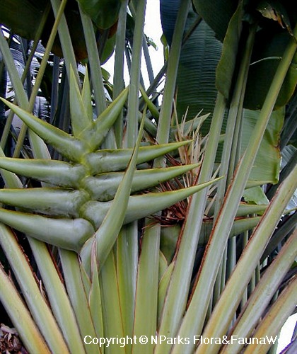 Ravenala madagascariensis Sonn: a) whole plant; b) fruits; c) Pericarp;