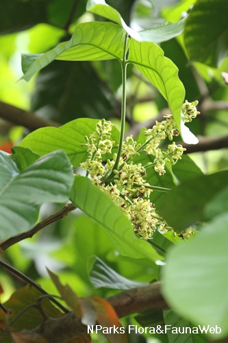 NParks | Sandoricum koetjape