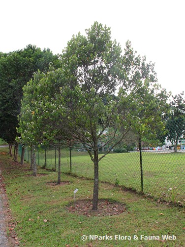 NParks | Syzygium glaucum