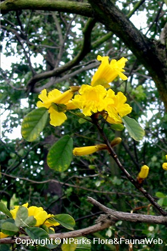 Golden Tabebuia Chrysotricha or Golden Trumpet Tree Bloom