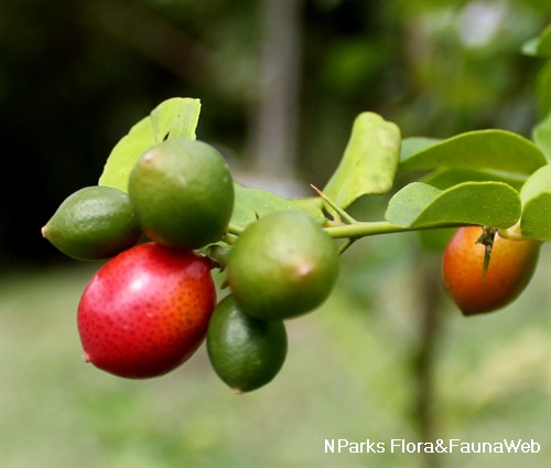 NParks | Triphasia trifolia