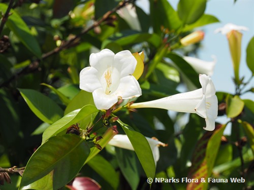 NParks | Portlandia grandiflora