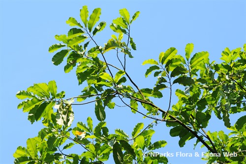 Get Brazil Nut Tree Leaf Pictures