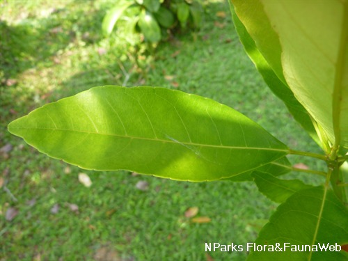 NParks | Elaeocarpus pedunculatus