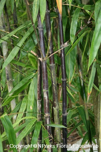 Bambusa lako, black glossy stems
