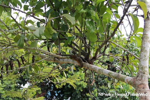 NParks | Dendrophthoe pentandra