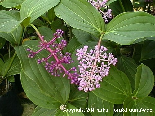 Medinilla astronioides, flowering shoots