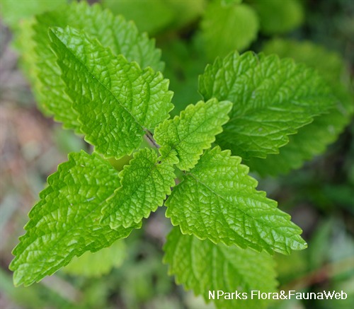 NParks | Melissa officinalis