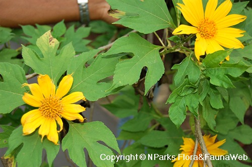 Tithonia diversifolia, flowering plants in landscape