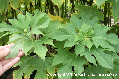 Tithonia diversifolia, leaves