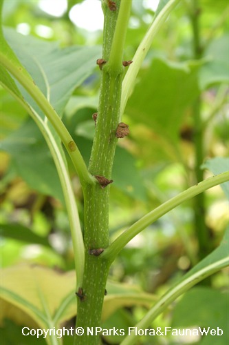 Tithonia diversifolia, stems