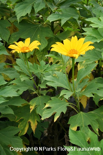 Tithonia diversifolia, flowering plants